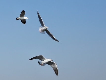 岩手県らしさを感じる「岩手県のお土産」ランキング！ 2位「かもめの玉子」を抑えた1位は？【2026年調査】
