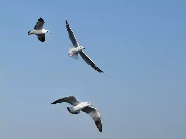 岩手県らしさを感じる「岩手県のお土産」ランキング！ 2位「かもめの玉子」を抑えた1位は？【2026年調査】