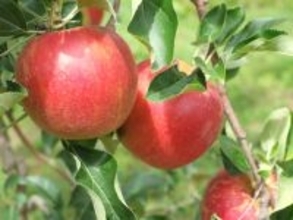 旅先で食べたい「青森県のご当地グルメ」ランキング！ 2位「りんご」、1位は？ 【2025年調査】