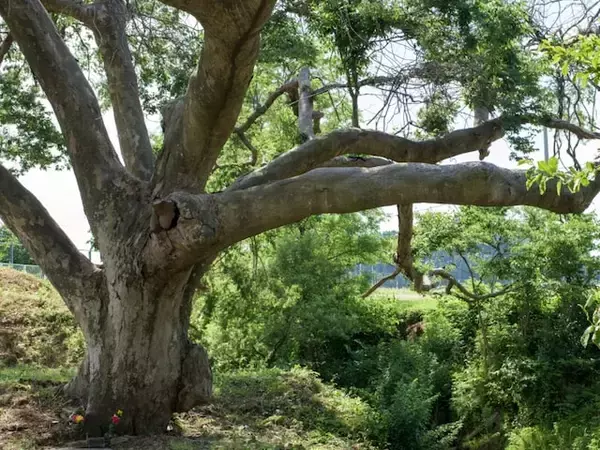 カップルで行きたいと思う「秋田県の道の駅」ランキング！ 2位「かみおか」を抑えた1位は？【2025年調査】