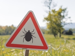 急増！ 死亡率30％にも上る「マダニ感染症」。住宅街やペットの散歩で感染も？ 身近に潜むリスクと対策法