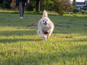 「伸縮リード」で事故も……突然の脱走やカフェ出禁を防ぐために見直したい愛犬のしつけ＆マナー