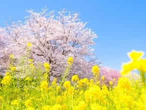 埼玉県の“行ってみたい＆好きな桜の名所”TOP10！ 2位「県営権現堂公園」を抑えた1位は？【2026年調査】