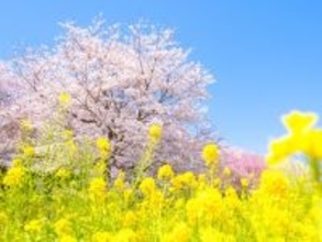 埼玉県の“行ってみたい＆好きな桜の名所”TOP10！ 2位「県営権現堂公園」を抑えた1位は？【2026年調査】