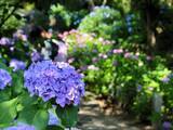 「Q. 紫陽花が「怖い花」って本当ですか？ 日本人が大好きな6月の花の意外な一面【和文化研究家が解説】」の画像1