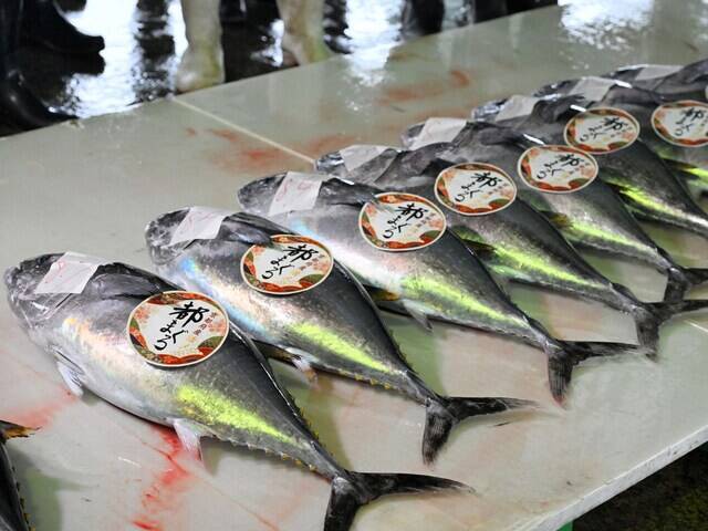 5年で漁獲量5倍！ 京都で“海のダイヤ”クロマグロが豊漁なのに「値下がりしない」のはなぜ？