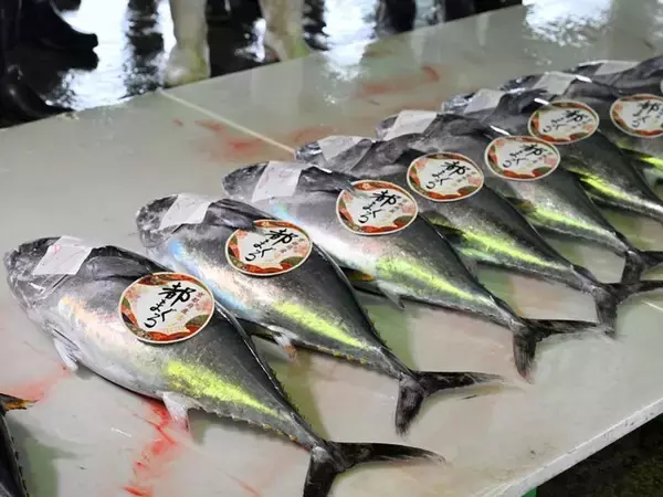 「5年で漁獲量5倍！ 京都で“海のダイヤ”クロマグロが豊漁なのに「値下がりしない」のはなぜ？」の画像