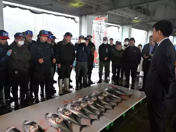 「5年で漁獲量5倍！ 京都で“海のダイヤ”クロマグロが豊漁なのに「値下がりしない」のはなぜ？」の画像