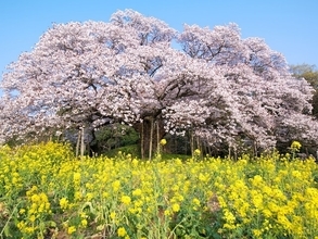 千葉県の住みここち（自治体）ランキング！ 2位は「印西市」、では1位は？【2026年最新】