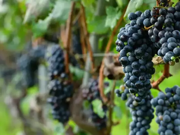 旅先で食べたい「山梨県のご当地グルメ」ランキング！ 2位「ぶどう」、1位は？ 【2025年調査】