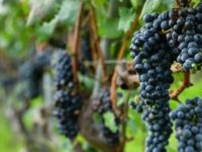 旅先で食べたい「山梨県のご当地グルメ」ランキング！ 2位「ぶどう」、1位は？ 【2025年調査】