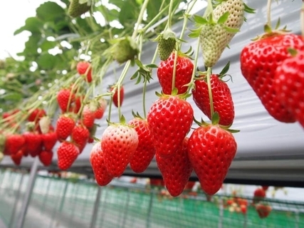 好き＆行ってみたい「栃木県のいちご狩りスポット」ランキング！ 2位「STRAWBERRY GARDEN ROYAL」、1位は？