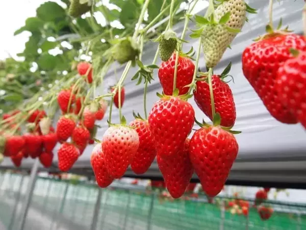 好き＆行ってみたい「栃木県のいちご狩りスポット」ランキング！ 2位「STRAWBERRY GARDEN ROYAL」、1位は？