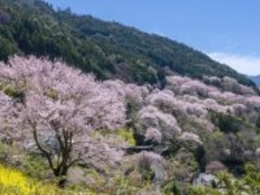 「公園全体が淡いピンク色に」高知県の“行ってみたい＆好きな桜の名所”5選！ 最多票獲得の名所は？【2026年調査】