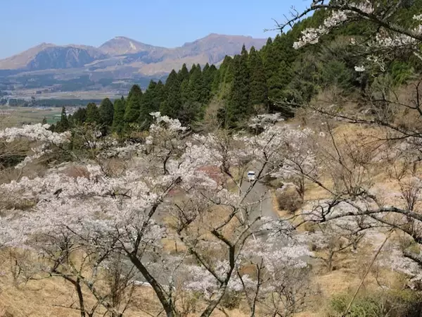「復興の様子を見ながら散策できる」熊本県の“行ってみたい＆好きな桜の名所”ランキング1位は？【2026年調査】