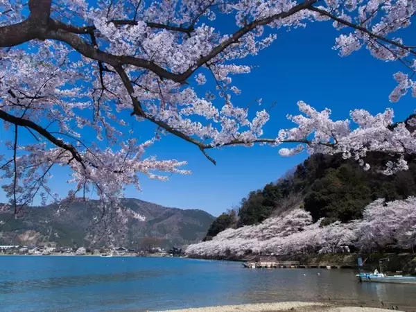 「「特別な花見スポット」滋賀県の“行ってみたい＆好きな桜の名所”TOP10！ 圧倒的1位は？【2026年調査】」の画像