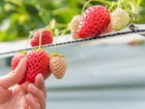 好き＆行ってみたい「東京都のいちご狩りスポット」ランキング！ 2位「あきる野ストロベリーフィールズ」、1位は？