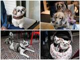 「ベースゲート横浜関内はペットフレンドリー！ イタリアン、寿司、町中華、ラーメン…テラス席で愛犬と」の画像1