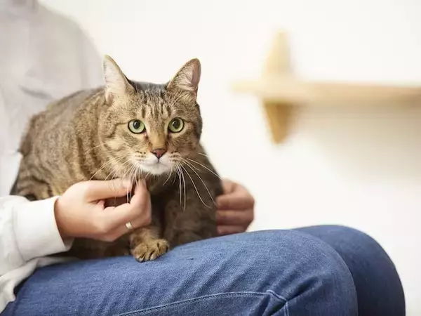 【8月10日から】ゆうちょ銀行が金利引き上げ！「定額貯金」に20万円、50万円、100万円預けると利息は？