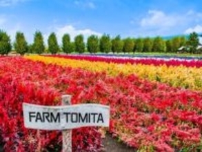 北海道の「ゴールデンウイークに行きたい花畑」ランキング！ 2位「ファーム富田」を抑えた1位は？【2026年調査】