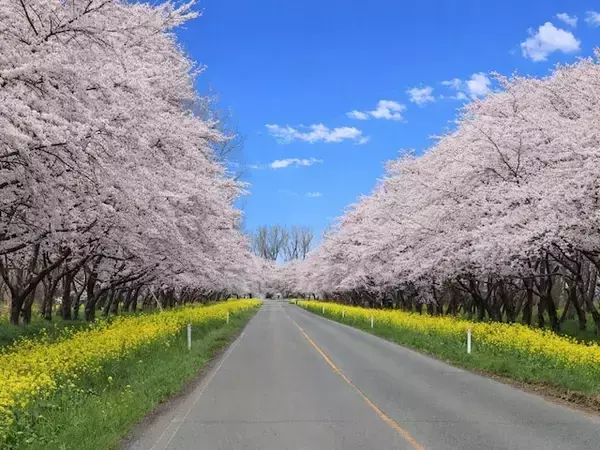 「歴史的な街並みと調和して」秋田県の“行ってみたい＆好きな桜の名所”7選！ 最多票獲得の1位は？【2026年調査】