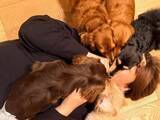 「「きぃちゃんの顔が」氷川きよし、愛犬5匹に“埋もれる”幸せショット公開「最高の癒しの時間ですね」」の画像1