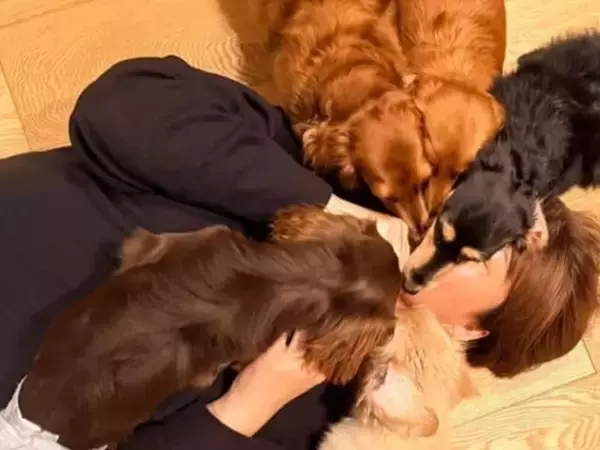 「きぃちゃんの顔が」氷川きよし、愛犬5匹に“埋もれる”幸せショット公開「最高の癒しの時間ですね」