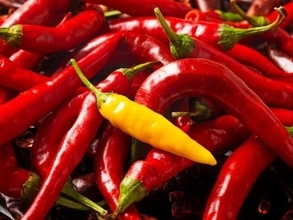 なぜ人は激辛料理にハマるのか？ 脳科学と最新研究で解明する辛い食べ物の健康効果とリスク