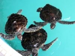 特産品が楽しめると思う「三重県の道の駅」ランキング！ 2位「紀宝町ウミガメ公園」、1位は？ 【2025年調査】