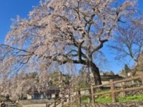 「温泉街の落ち着いた雰囲気」大分県の“行ってみたい＆好きな桜の名所”ランキング！ 2位「大原大しだれ桜」、1位は？【2026年調査】