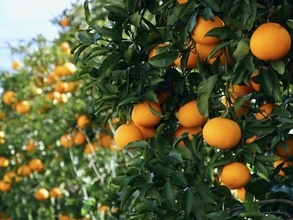 「老後に住みたい」と思う和歌山県の市ランキング！ 2位「有田市」を抑えた1位は？ 【2025年調査】