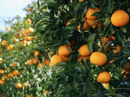 「老後に住みたい」と思う和歌山県の市ランキング！ 2位「有田市」を抑えた1位は？ 【2025年調査】