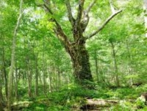 好き＆行ってみたい「秋田県のパワースポット」ランキング！ 2位「白神山地のブナ林」を抑えた1位は？【2025年調査】