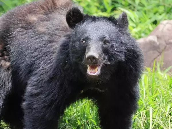3カ月間で犠牲者3名…東北の人里を震撼させたクマの「執拗な執着心」。いま明かされる凄惨な実害