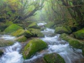 冬に行きたい「鹿児島県の穴場秘境」ランキング！ 2位「白谷雲水峡」を抑えた1位は？【2026年調査】