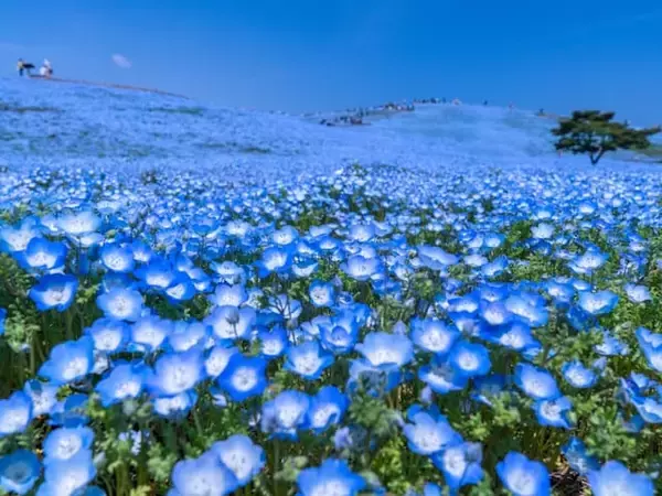 長期休みに行きたいと思う「茨城県の旅行先」ランキング！ 2位「国営ひたち海浜公園」、1位は？【2025年調査】