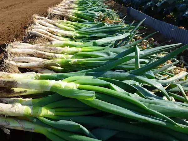 絶対に外さないと思う「埼玉県の1200円未満のお土産」ランキング！ 2位「元祖ねぎみそ煎餅」を抑えた1位は？【2025年調査】