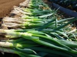 絶対に外さないと思う「埼玉県の1200円未満のお土産」ランキング！ 2位「元祖ねぎみそ煎餅」を抑えた1位は？【2025年調査】