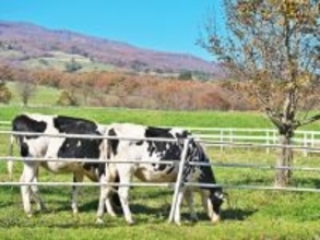 職場で配りたい「栃木県のお土産」ランキング！ 2位「バターのいとこ」、1位は？ 【2025年調査】