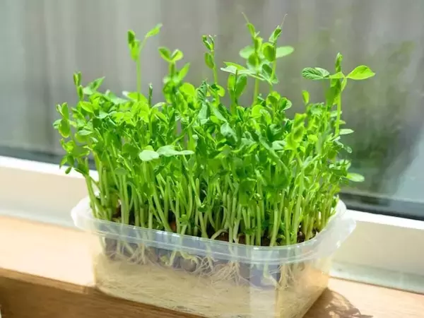 「一度食べた後も、また生やして収穫」37歳主婦が重宝している“節約食材”の使い方