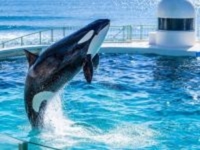 春に行きたいと思う「千葉県の旅行先」ランキング！ 2位「鴨川シーワールド」を抑えた1位は？【2026年調査】