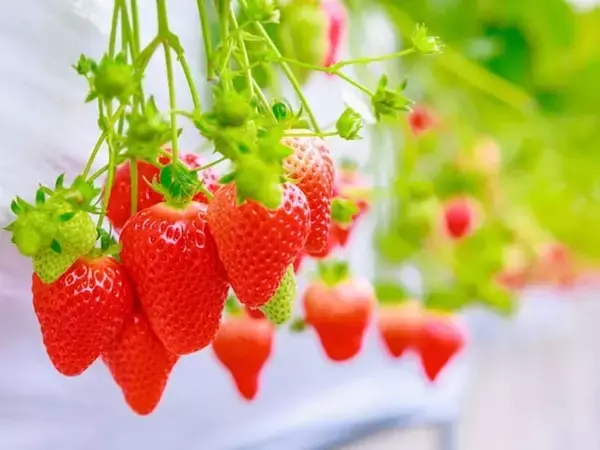 好き＆行ってみたい「埼玉県のいちご狩りスポット」ランキング！ 2位「上里いちご＆トマト園」を抑えた1位は？