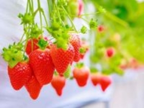 好き＆行ってみたい「埼玉県のいちご狩りスポット」ランキング！ 2位「上里いちご＆トマト園」を抑えた1位は？