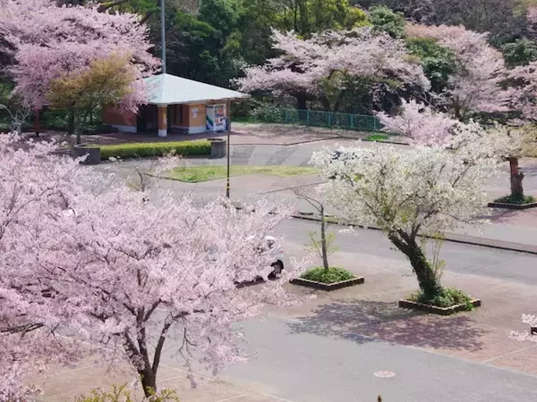 「幻想的な雰囲気を楽しめる」徳島県の“行ってみたい＆好きな桜の名所”5選！ 最多票を獲得したのは？【2026年調査】