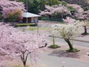 「幻想的な雰囲気を楽しめる」徳島県の“行ってみたい＆好きな桜の名所”5選！ 最多票を獲得したのは？【2026年調査】