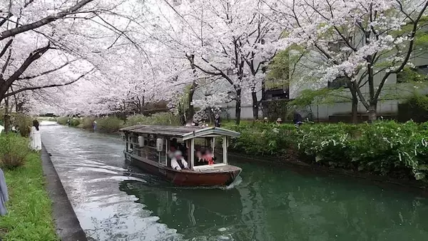 「京都の桜、どこが正解？ “名所のプロ”が本気で推す「一生に一度は見たい」春の絶景3選【2026年最新】」の画像