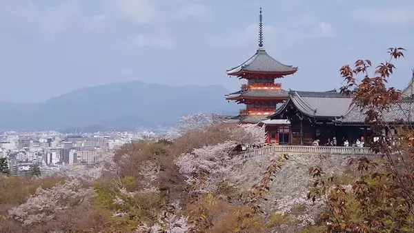 「京都の桜、どこが正解？ “名所のプロ”が本気で推す「一生に一度は見たい」春の絶景3選【2026年最新】」の画像