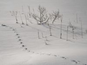 冬に行きたい「福島県の穴場秘境」ランキング！ 2位「観音沼森林公園」を抑えた1位は？【2026年調査】