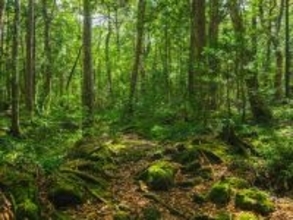 長期休みに行きたい「山梨県の穴場秘境」ランキング！3位「青木ヶ原樹海」を抑えた同率1位は？【2025年調査】