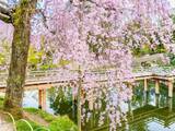 「「桜のトンネルが魅力的」岡山県の“行ってみたい＆好きな桜の名所”10選！ 「岡山後楽園」を上回ったのは？【2026年調査】」の画像1